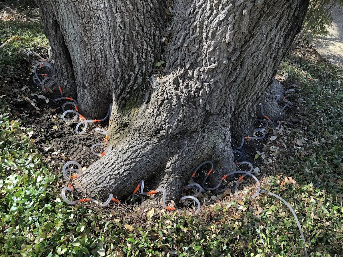 Detailed Tree Cabling and Bracing job site in Bazine