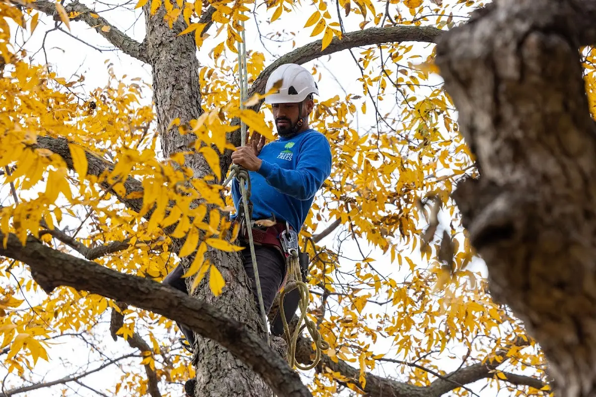 Skilled Tree Planing crew working in Bazine